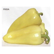 FRIDA F.1   500 szem