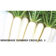 Minowase Summer Cross F.1   100 gramm