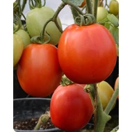 NEMAGIANT F.1   1.000 szem