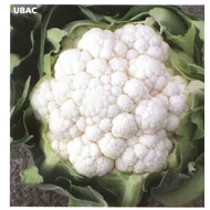 UBAC F.1  1.000 szem