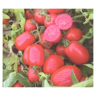 UG 16112 F.1.  10,000 szem