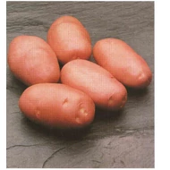 Desiree   50 szem