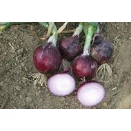 Divinastar  F.1.   100,000 szem