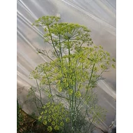 Kapor     100 gr