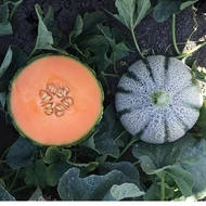 Solgem  RZ  F.1.  100 szem