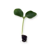 Cobalt RZ F.1.  1,000 szem  /Alany