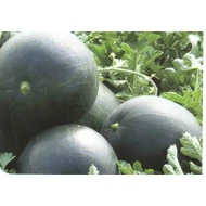 Baronesa RZ F.1    100 szem