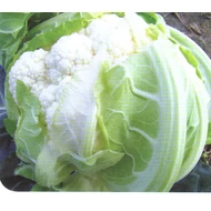 Cercy RZ F.1 (precíziós)   2.500 szem