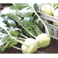 Cindy RZ F.1 (precíziós)   2.500 szem