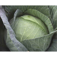 Multima RZ F.1 (precíziós)   2.500 szem Multima RZ F.1 (precíziós)   2.500 szem