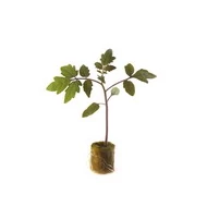 Stallone RZ  F.1.  1,000 szem   pill