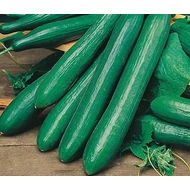 Saturn  F.1.   100 szem