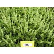 Dark Green   25 gramm