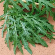 Wild Rocket     100 gramm