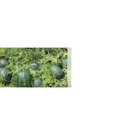 Mirsini  F.1.   1,000 szem  / Rubin/