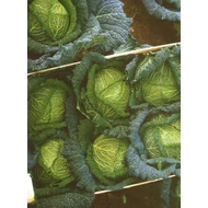 Alaska  F.1.   2.500 szem