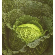 Baikal  F.1.   2.500 szem