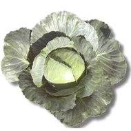 Kilaherb  F.1.    2.500 szem