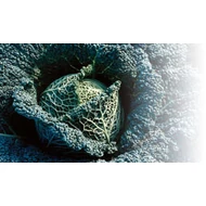 Mila  F.1.   2.500 szem