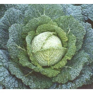 Miletta  F.1.    2.500 szem