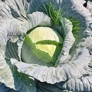 Sarmello  F.1.  2,500 szem Sarmello  F.1.  2,500 szem