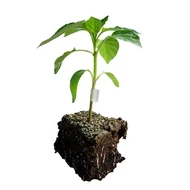 Tatami F.1.   1000 szem