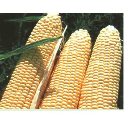 Kinze  F.1.          1,000 szem