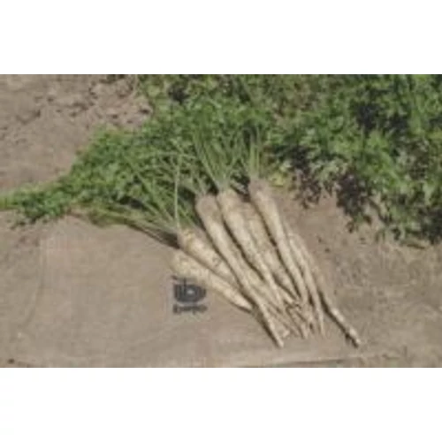 Arctica F1 100 000 szem  1,4-1,6 Prec. ECS. B-Mox