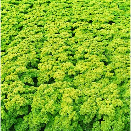 Petra (fodros metélő)  50 gr
