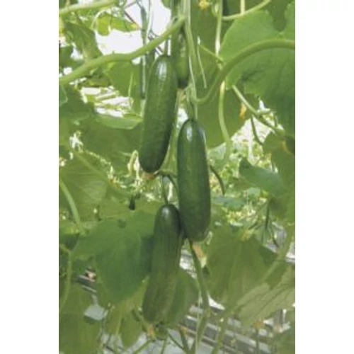 Yildo  F.1.      250 szem