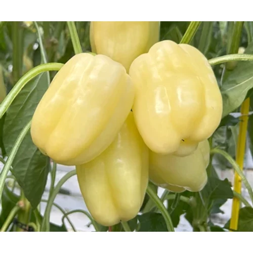 Bertinarez  F.1.   250 szem