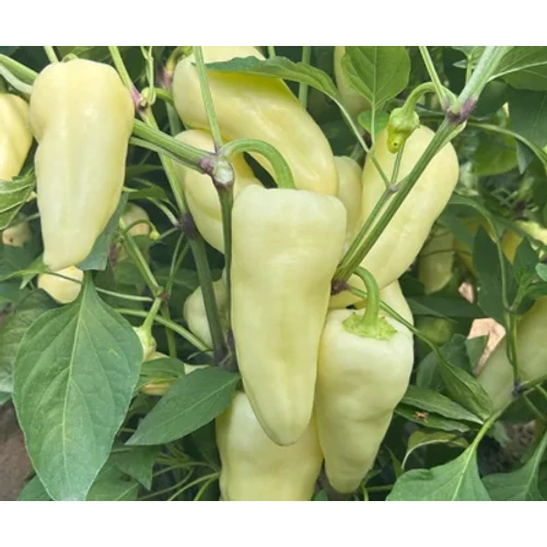 Fenyér  F.1.   250 szem