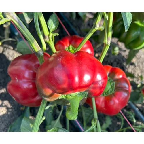 Josephus  F.1.   250 szem