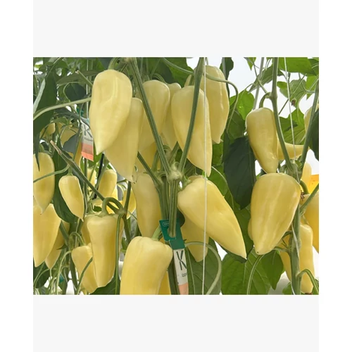 Ipoly  F.1.   250 szem