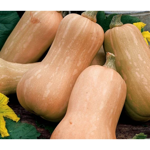 Butterfly  F.1.   1,000 szem