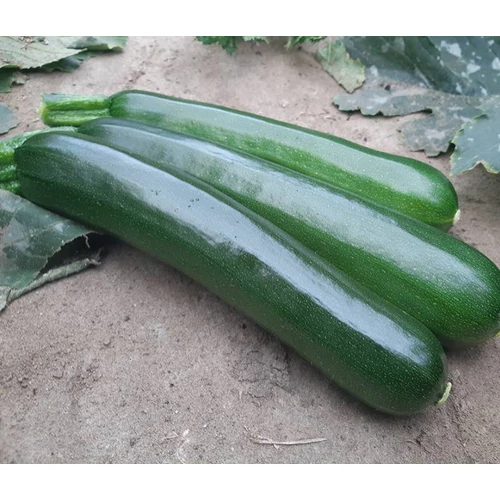 Kalimera  F.1.   250 szem