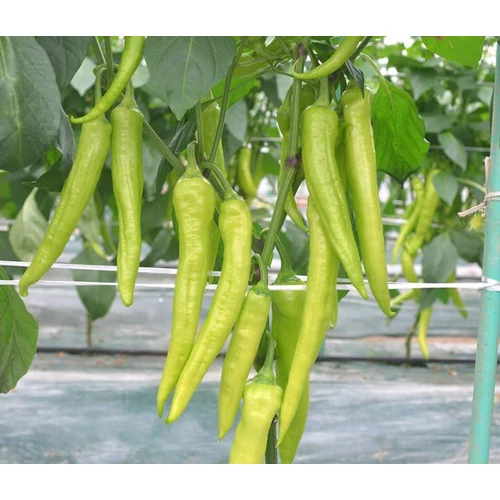 Marvel  F.1.   250 szem