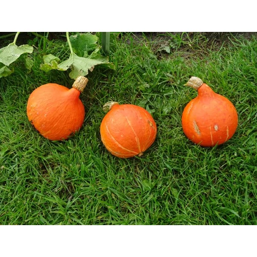 Potimarron    250 szem