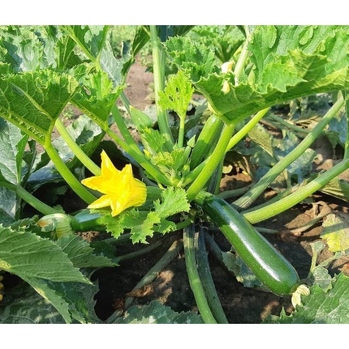 Sayonara  F.1.   250 szem