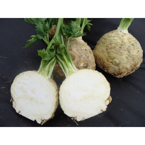 Monet  F.1.    2,500 szem