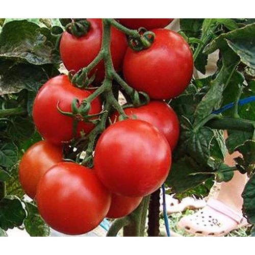 Tastier  F.1.    500 szem