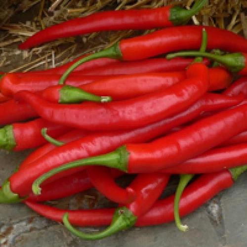 Fireflame   250 szem
