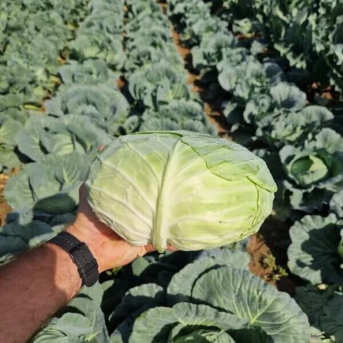 Corvus  F.1.   2,500 szem