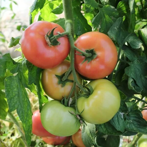 Mansitella  F.1.  200 szem