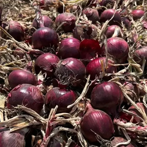 Red Knight  F.1.   250,000 szem