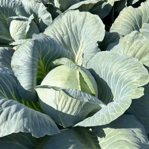 Tyson  F.1.  2,500 szem   prec.