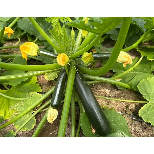 Vitalic  F.1.   100 szem