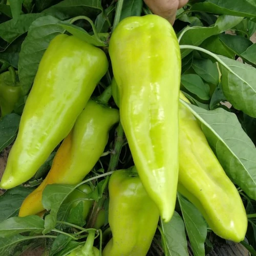 Zeline  F.1.    500 szem