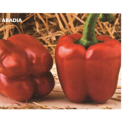 ABADIA F.1   250 szem