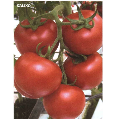 KALIXO F.1   100 szem
